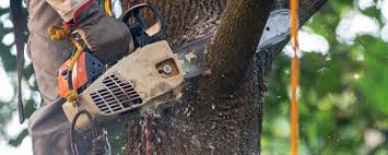 Best Tree Health Inspection  in Salem, MO